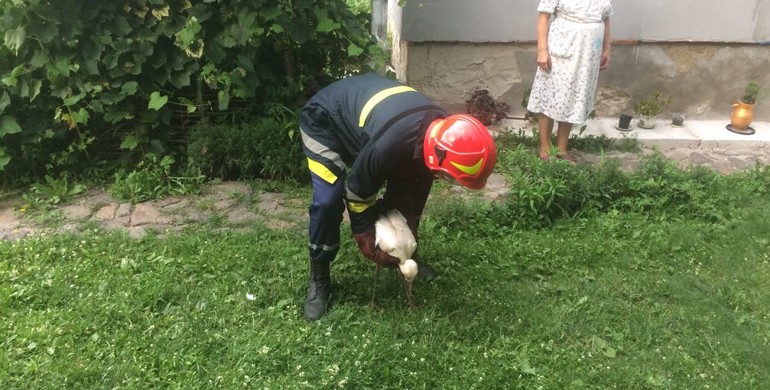 Рятувати не тільки людей: на Рівненщині рятувальники повернули до гнізда лелеча